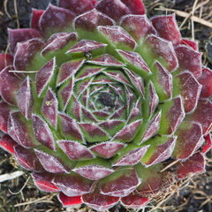 9250453_sempervivum_pruhonice_01