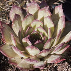 9250454_sempervivum_purdy_s_60-1_01