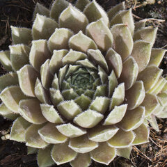 9250455_sempervivum_racey_01