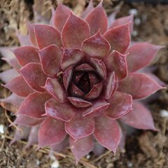 9251343_sempervivum_red_beauty_01