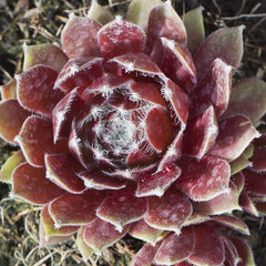 9250456_sempervivum_red_delta_01