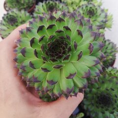 9250457_sempervivum_reinhard_01