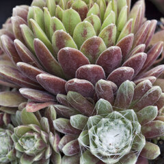 9250458_sempervivum_rotkugel_01