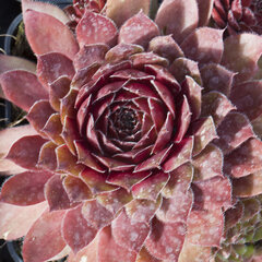 9250459_sempervivum_rubin_01