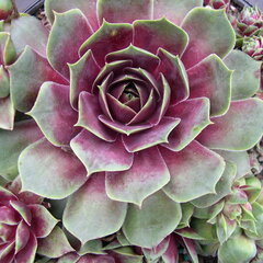 9251344_sempervivum_ruby_hearts_01