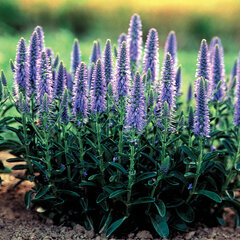 4210544_veronica_nana_blauteppich_01