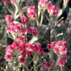 4251702_antennaria_rubra_01