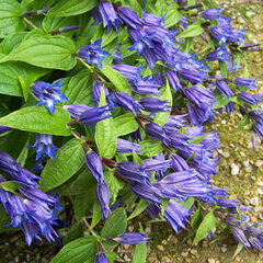 5212897_gentiana_asclepiadea_02