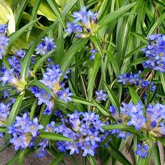 9210540_gentiana_dahurica_01