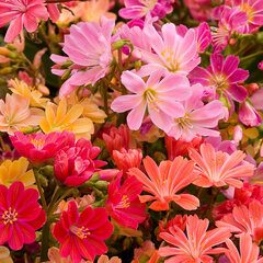 4253728_lewisia_mountain_dreams_04