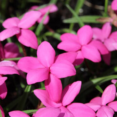 05200651_rhodohypoxis_claudia_01