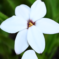6254723_rhodohypoxis_fairy_snow_01