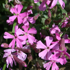 4211903_silene_splendens_01