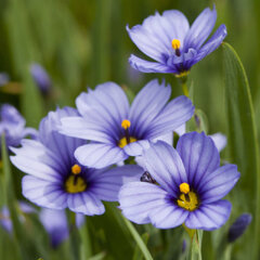 3240471_sisyrinchium_devon_skies_03