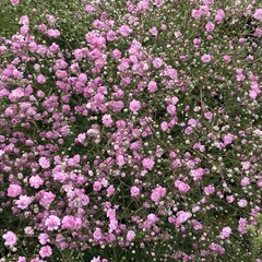 Gypsophila 'flamingo' - gypsomilka k1l - 5252102 Gypsophila 'Flamingo' 03