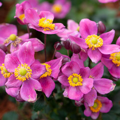 10202231_anemone_fantasy_red_riding_hood_03