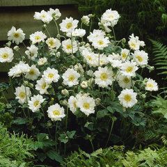 5252468_anemone_whirlwind_03