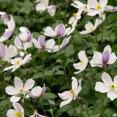 3241174_anemone_wild_swan_01