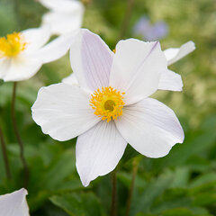 3241174_anemone_wild_swan_02