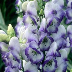 6251965_aconitum_bicolor_03