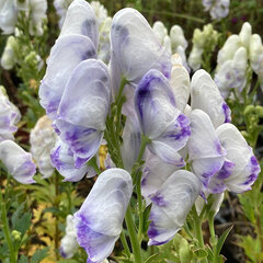 2233715_aconitum_cloudy_01