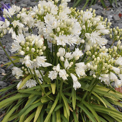 7233924_agapanthus_double_diamont_01