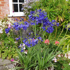 8243534_agapanthus_flower_of_love_01