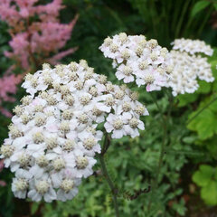 06202058_achillea_white_beauty_02