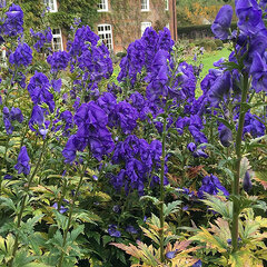 3251861_aconitum_arendsii_01