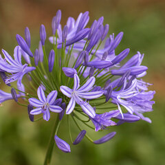 6250381_agapanthus_tornado_02