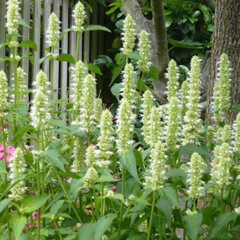 3252316_agastache_alabaster_01