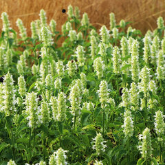 3252316_agastache_alabaster_03