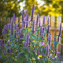 5250486_agastache_black_adder_01