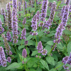4241120_agastache_blue_fortune_01