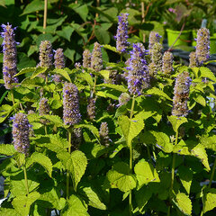 2240053_agastache_golden_jubilee_03