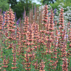 3241458_agastache_kolibri_01