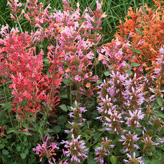 5223471_agastache_kudos_ambrosia_01