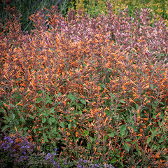6250685_agastache_kudos_mandarin_05