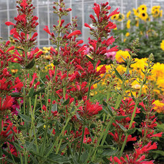 5212466_agastache_kudos_red_01