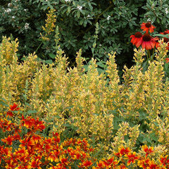 5230578_agastache_kudos_yellow_01