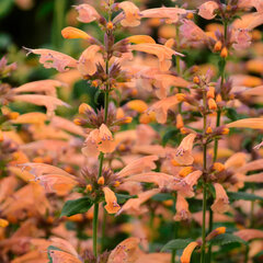 5252636_agastache_mango_tango_01