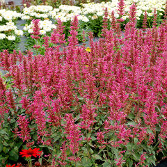 5251588_agastache_morello_01