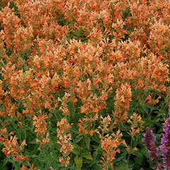 4223472_agastache_poquito_orange_01
