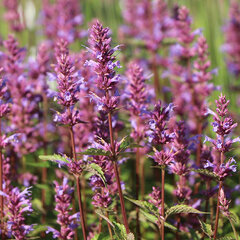 7233430_agastache_purple_haze_02