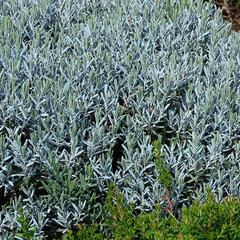 3212690_andromeda_blue_lagoon_01