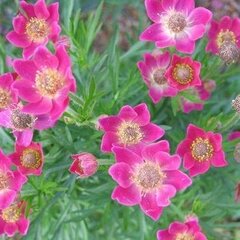 3250964_anemone_annabela_deep_rose_01
