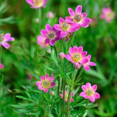 3250964_anemone_annabela_deep_rose_02