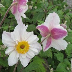 6250615_anemone_dainty_swan_03