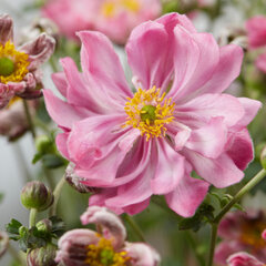 6252861_anemone_fantasy_belle_01