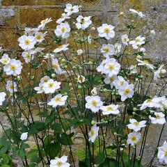 6251058_anemone_honorine_jobert_02